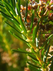 Erica vagans
