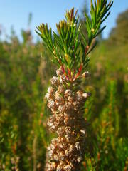 Erica vagans