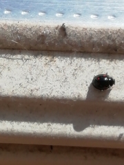 Exochomus quadripustulatus