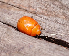 Paropsisterna aequalis