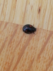 Exochomus quadripustulatus
