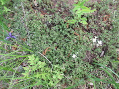 Thymus sibiricus