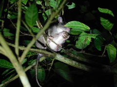 Uromys caudimaculatus