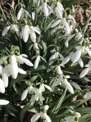 Galanthus nivalis