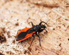 Archilestidium cinnabarinum