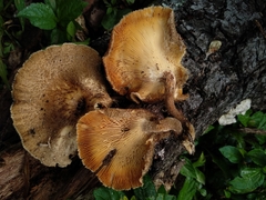 Lentinus