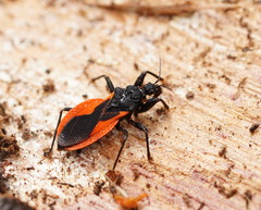 Archilestidium cinnabarinum