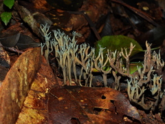 Phaeoclavulina cyanocephala