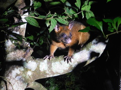 Trichosurus johnstonii