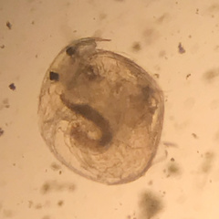 Chydorus