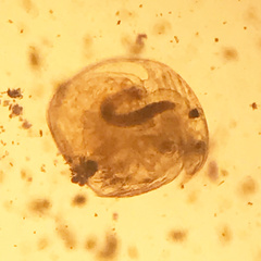 Chydorus