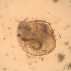 Chydorus