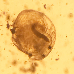 Chydorus