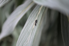 Rhopalum