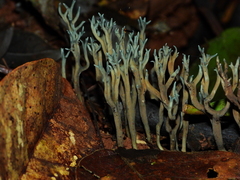 Phaeoclavulina cyanocephala