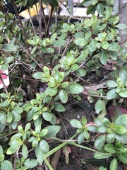 Rhododendron japonicum