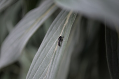 Rhopalum