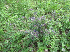 Astragalus suffruticosus