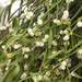 European Mistletoe - Photo (c) Aleksandr_Levon, some rights reserved (CC BY-NC), uploaded by Aleksandr_Levon