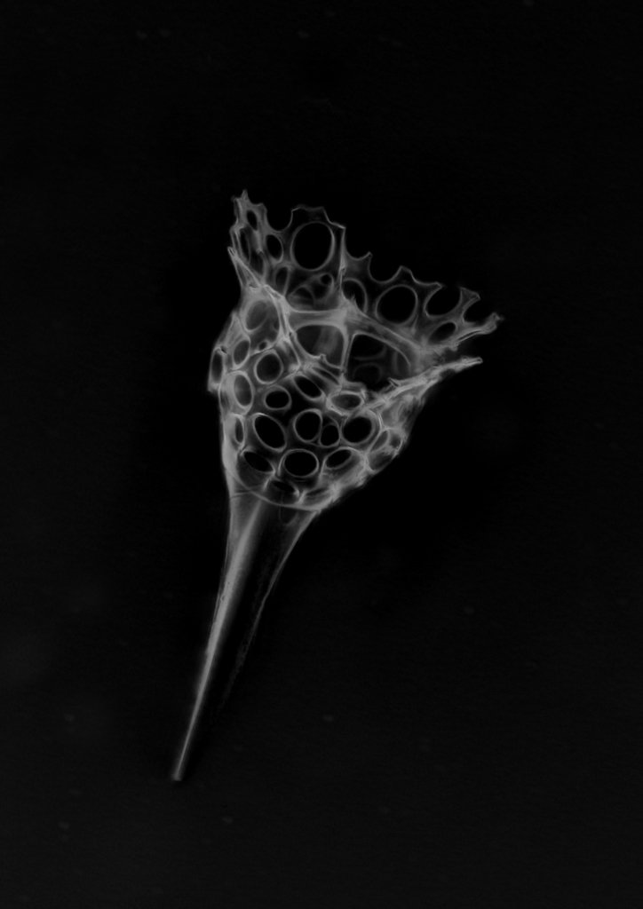 Radiolarians