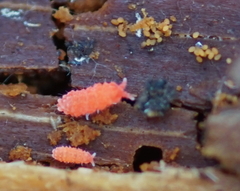 Bilobella braunerae