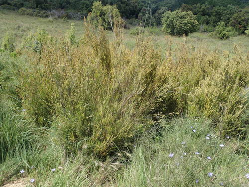 Common besom heath