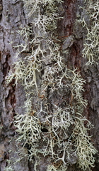 Pseudevernia furfuracea