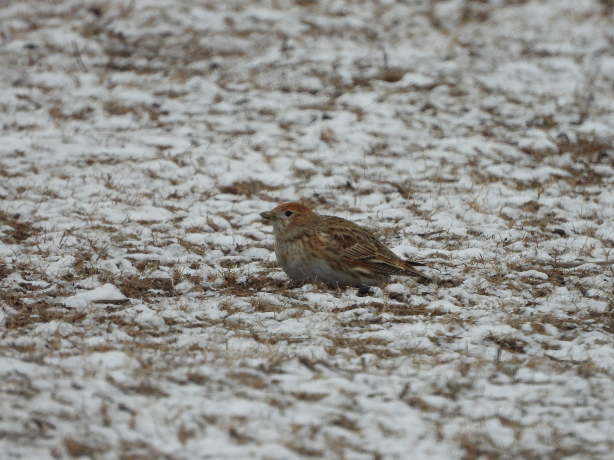 White-winged Lark