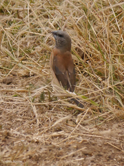 Spermestes griseicapilla