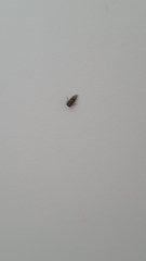 Stenidiocerus poecilus