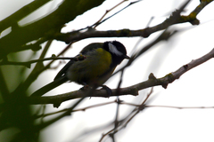 Parus major newtoni