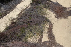 Aspalathus leptocoma