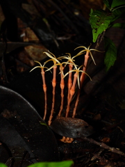Voyria tenuiflora