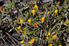 Aspalathus leptocoma