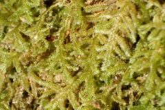 Ceramanus clatritexta