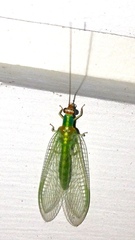 Plesiochrysa atalotis