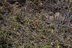 Aspalathus leptocoma