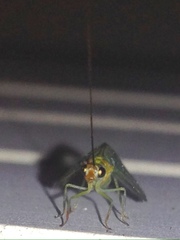 Plesiochrysa atalotis