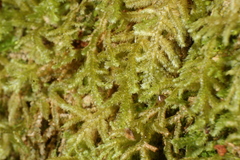 Ceramanus clatritexta