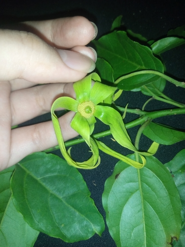 Image of Cananga odorata by (c) Astri Permata Sari, some rights reserved (CC BY)