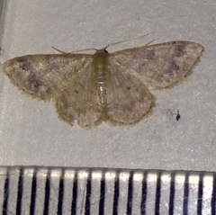 Idaea elaphrodes