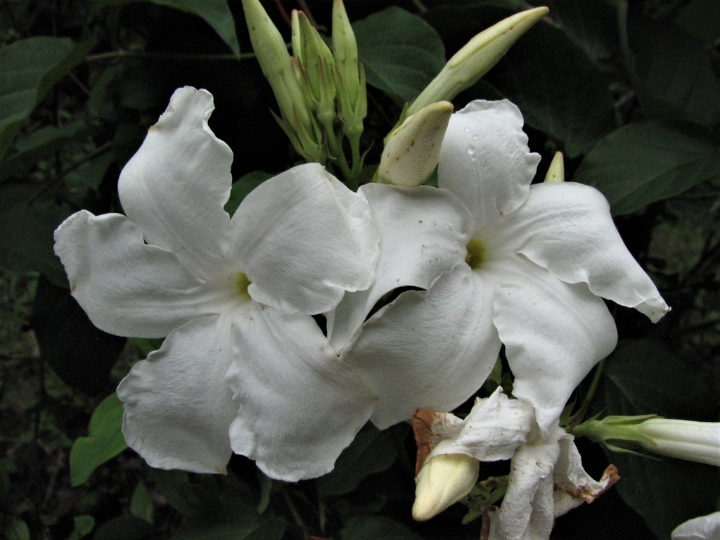 Mandevilla laxa
