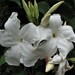 Chilean Jasmine - Photo (c) Peter L Achuff, some rights reserved (CC BY), uploaded by Peter L Achuff