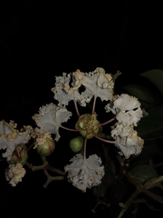 Lagerstroemia tomentosa