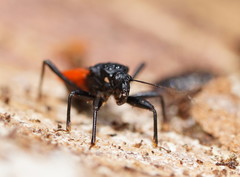 Archilestidium cinnabarinum