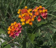 Lantana camara