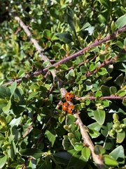 Coccinella septempunctata