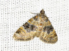 Piercia perizomoides