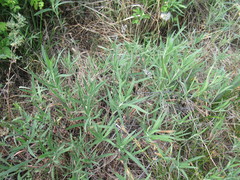 Vincetoxicum sibiricum