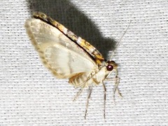 Piercia perizomoides